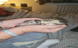 Mixed Breed cats for sale: 🐅Gorgeous Tabby/SavannahX🐆 - Image 5