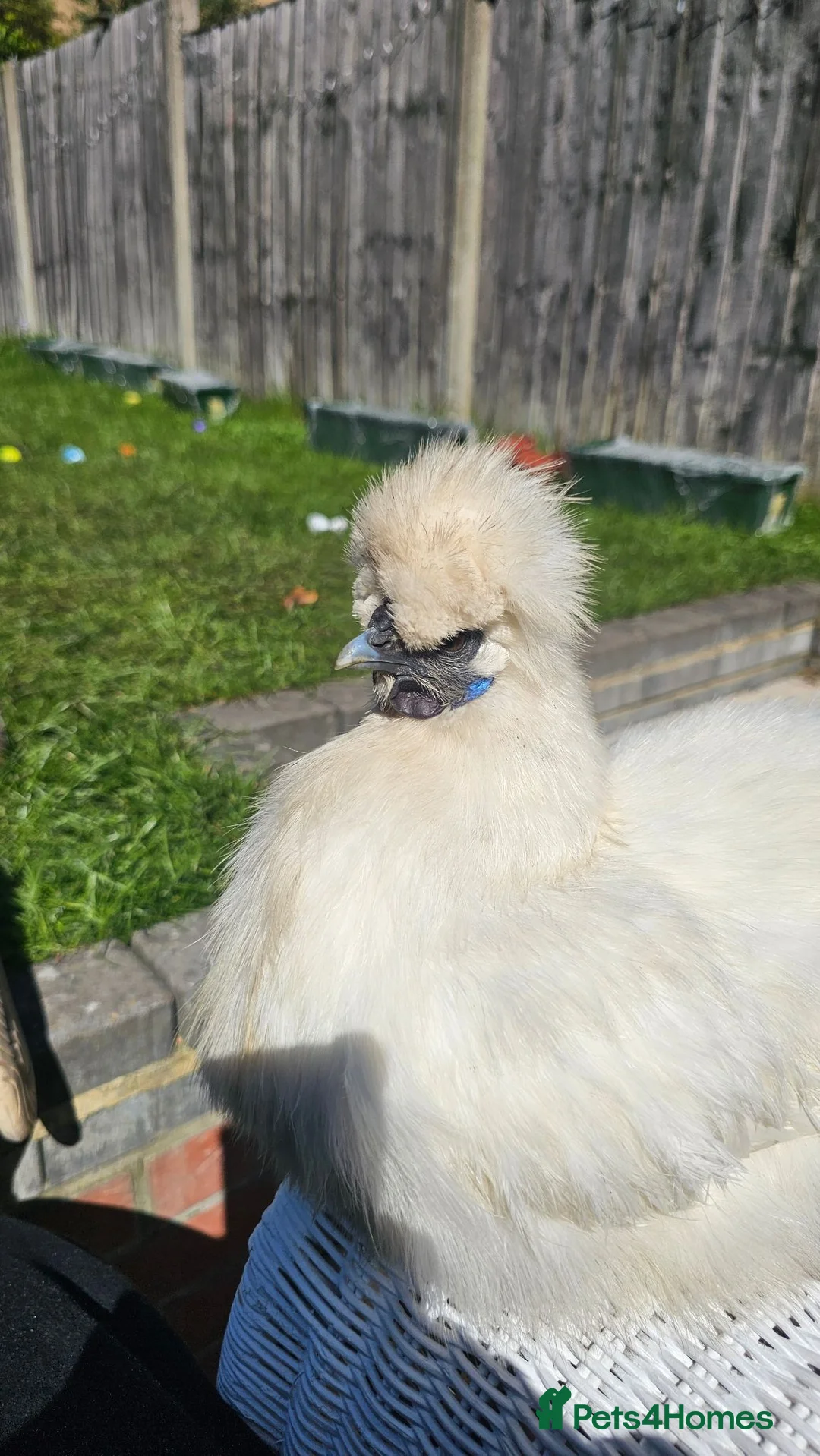 Chickens poultry for sale: White silkie pet chicken  - Advert 1