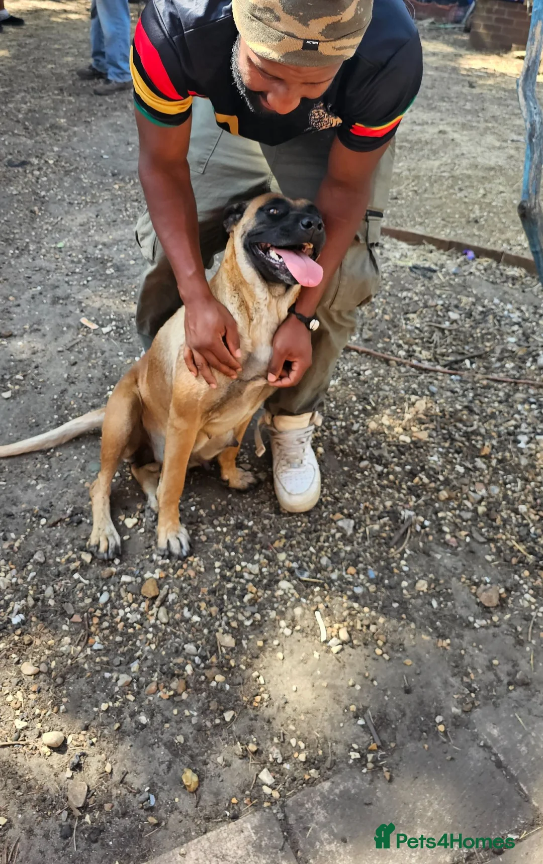 Mixed Breed dogs for sale: Belgian Malinois X Poodles  in King's Lynn - Advert 37