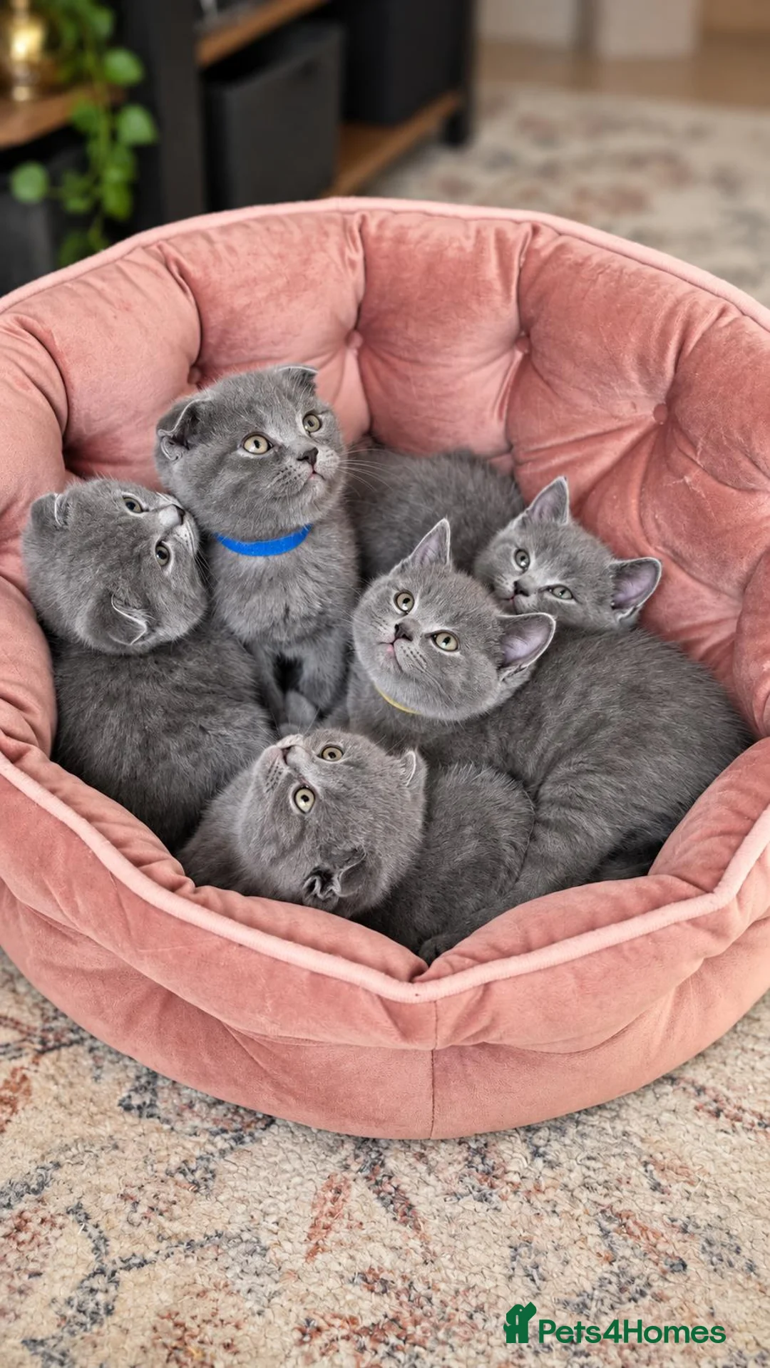 British Shorthair cats for sale: Beautiful kittens looking for loving homes!  - Advert 13