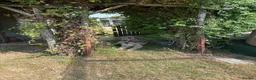Irish Wolfhound dogs for sale: Stunning Irish Wolfhound Pups  - Advert 18