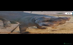 Staffordshire Bull Terrier dogs for sale: Staffordshire bull Terrier puppies - Image 3