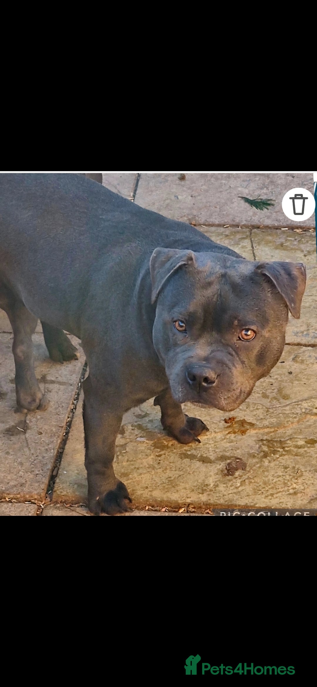 Staffordshire Bull Terrier dogs for sale: Staffordshire bull Terrier puppies - Image 3