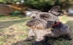 Miniature Schnauzer dogs for sale: Shadow - Image 2
