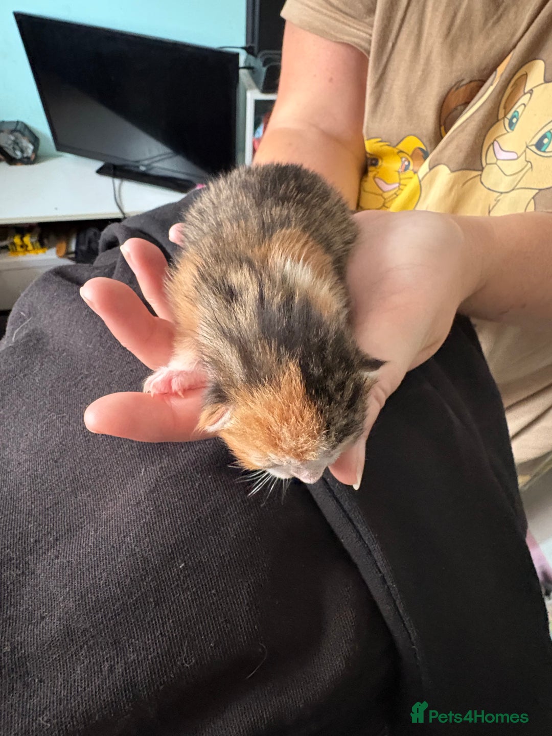 Domestic Shorthair cats for sale: 5 Domestic Shorthair Kittens - Image 10