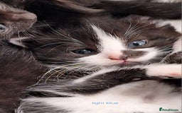 Mixed Breed cats for sale: STUNNING KITTENS  - Image 18