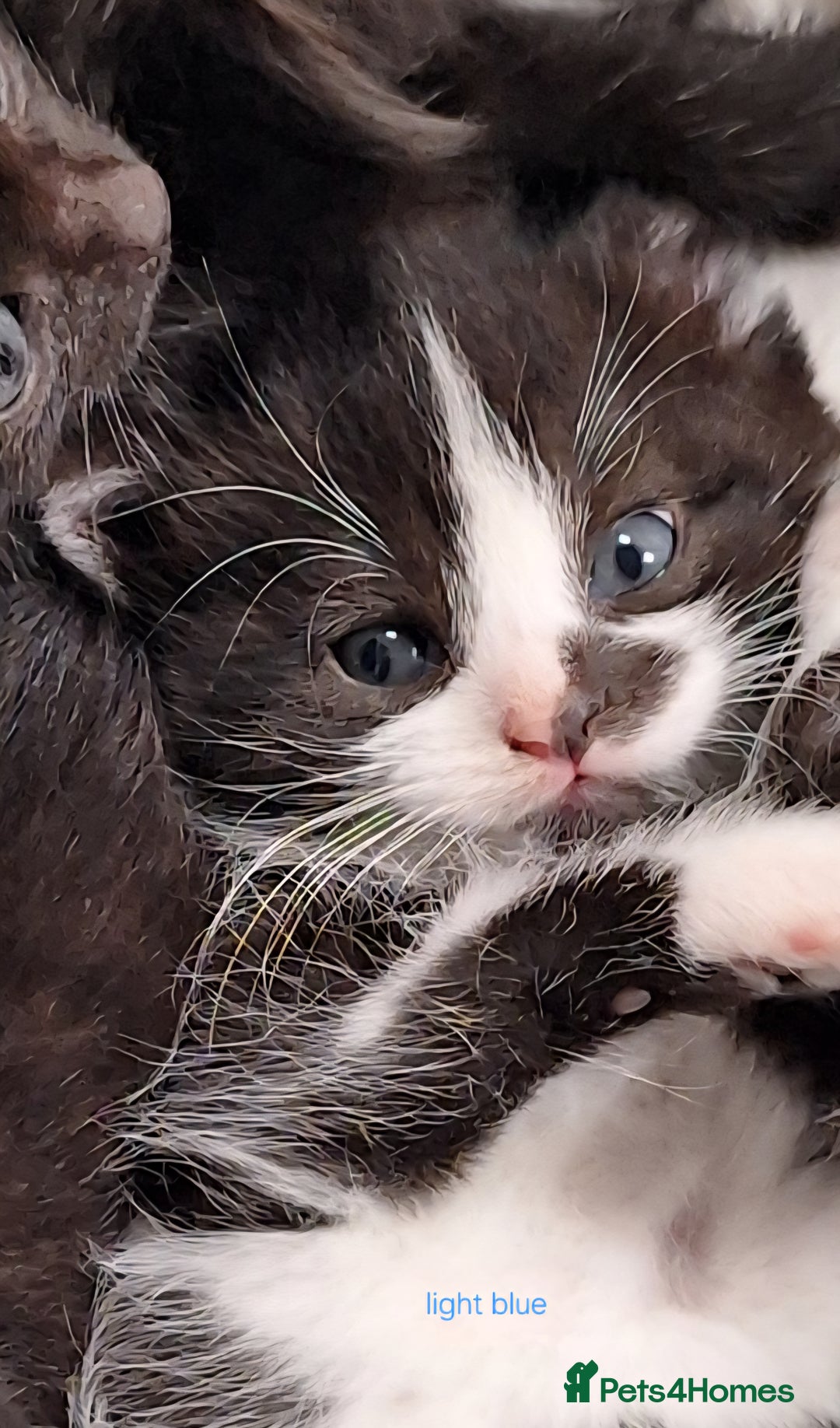 Mixed Breed cats for sale: STUNNING KITTENS  - Image 18
