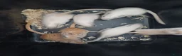 Gerbil rodents for sale: 6 female gerbil babies plus mum - Advert 2