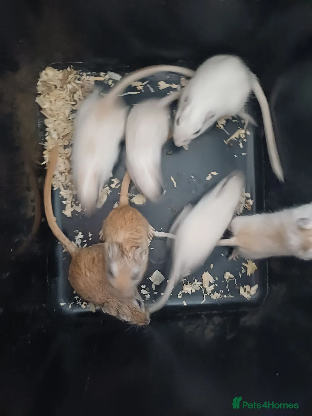 Gerbil rodents for sale: 6 female gerbil babies plus mum - Advert 2