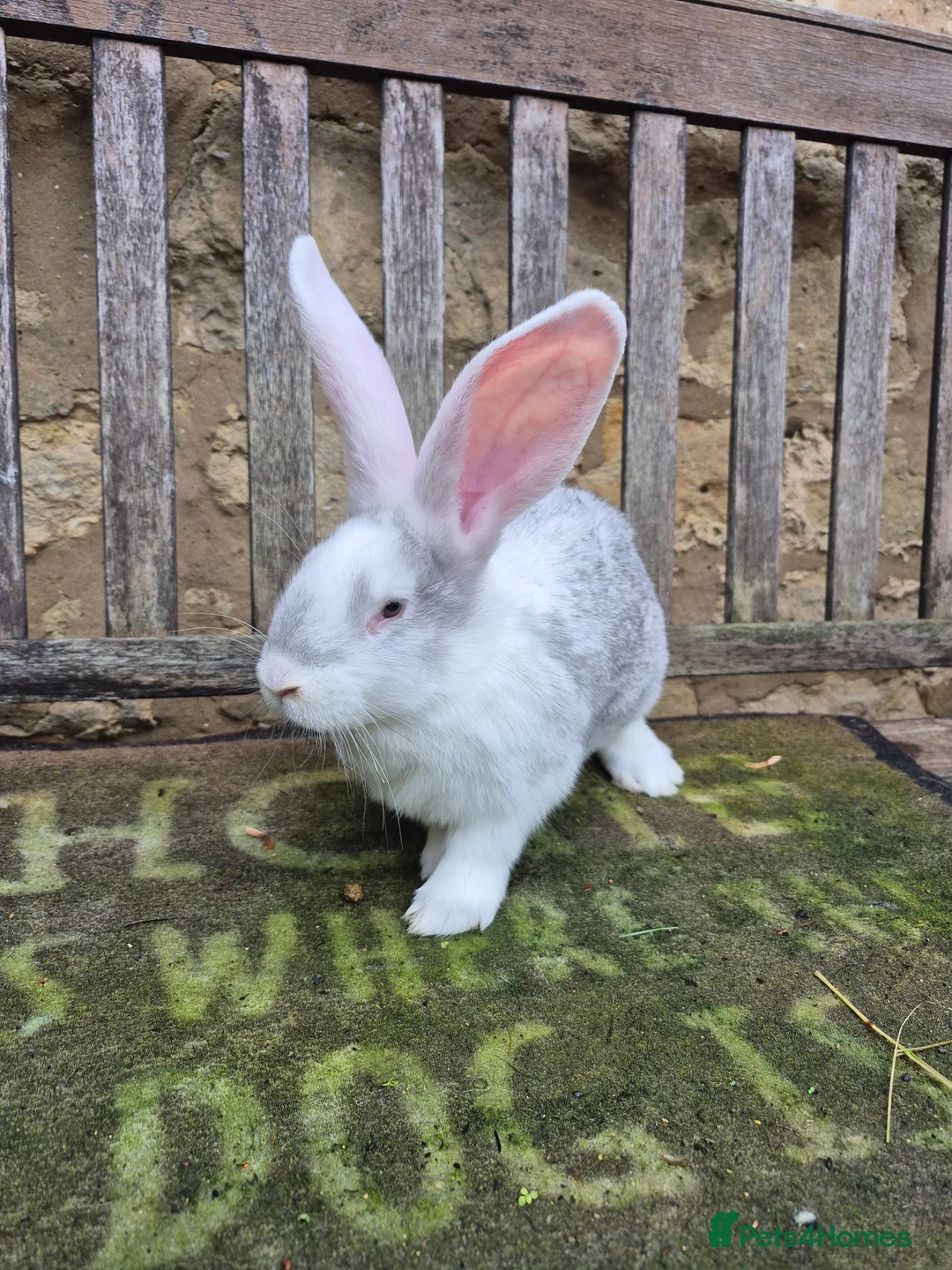 Continental Giant rabbits for sale: NOW RESERVED Continental Giant Fully Vaccinated  - Advert 3