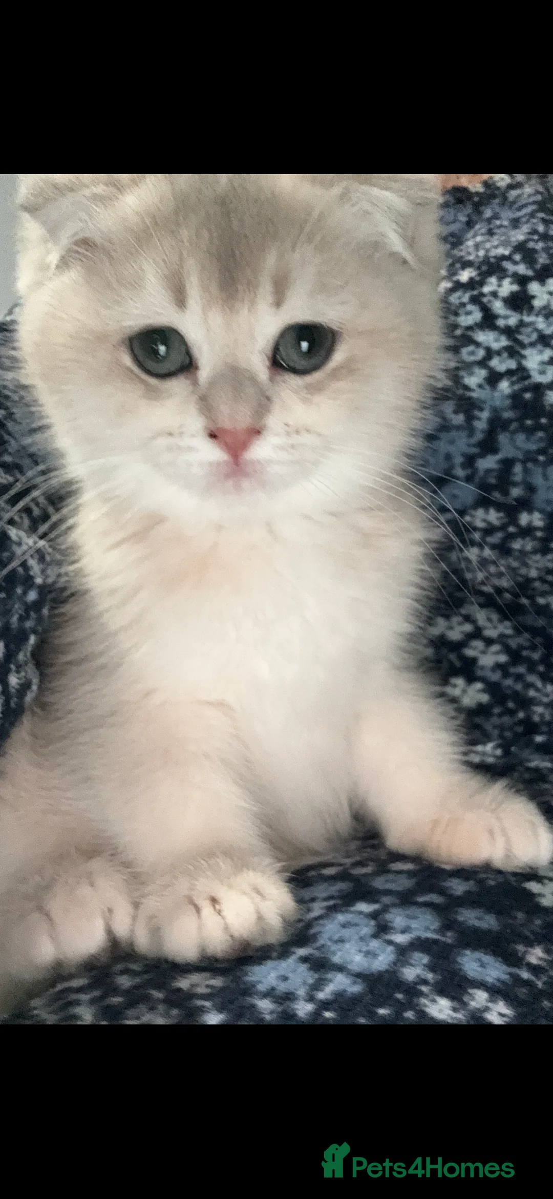 Scottish Fold cats for sale: Scottish Fold and Straight purebreds Kittens - Advert 7