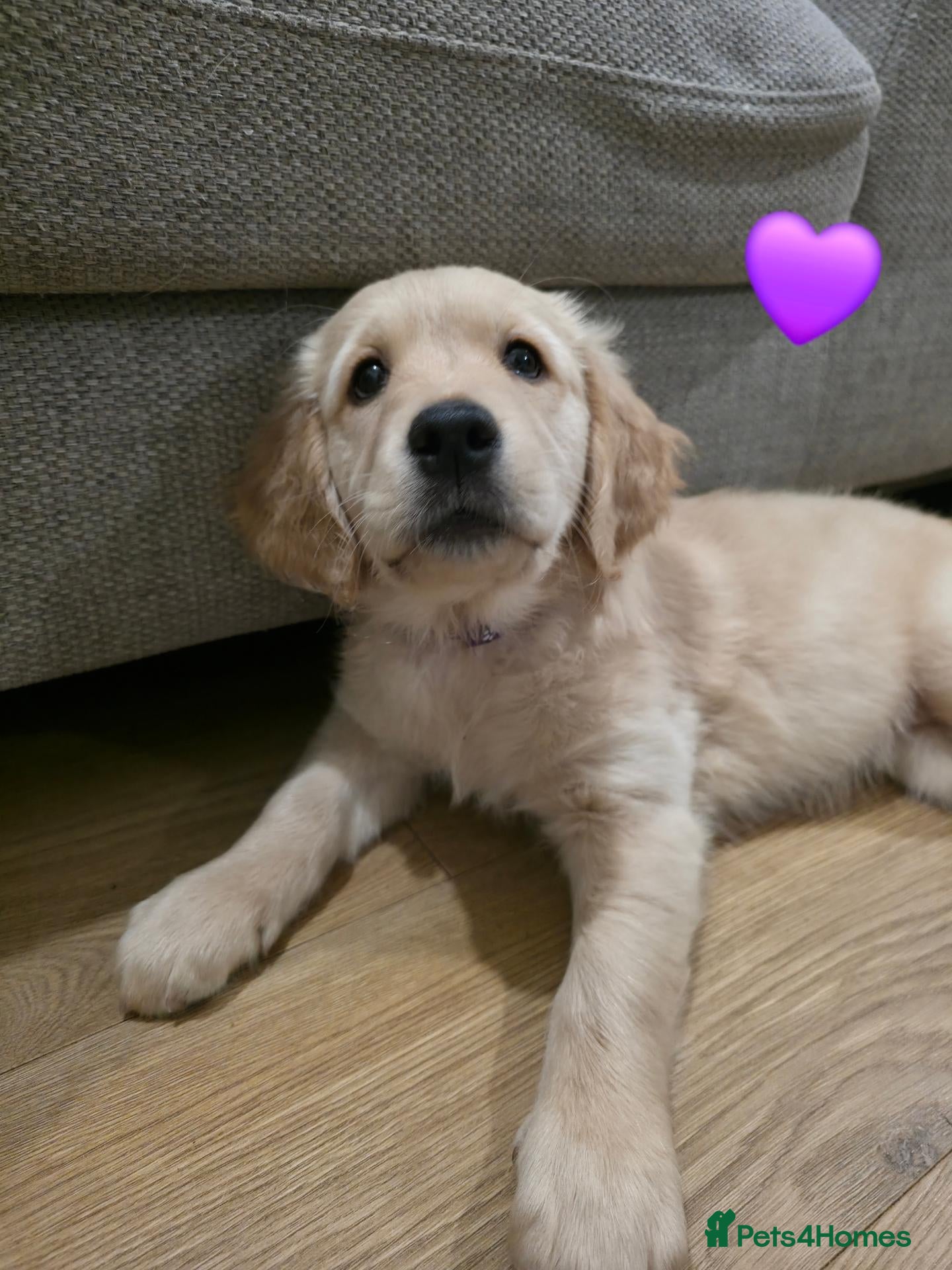 Golden Retriever dogs Last little KC Registered girly left! 💜 - Advert 5
