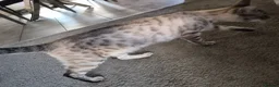 Bengal cats for sale: Bengal Kittens  in Skelmersdale - Advert 3