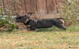 French Bulldog dogs for sale: French bulldog puppies!!! - Image 1