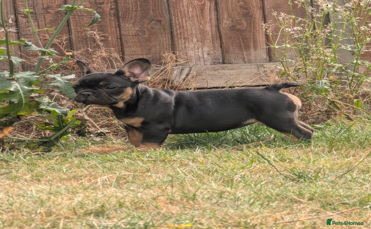 French Bulldog dogs - Advert 15