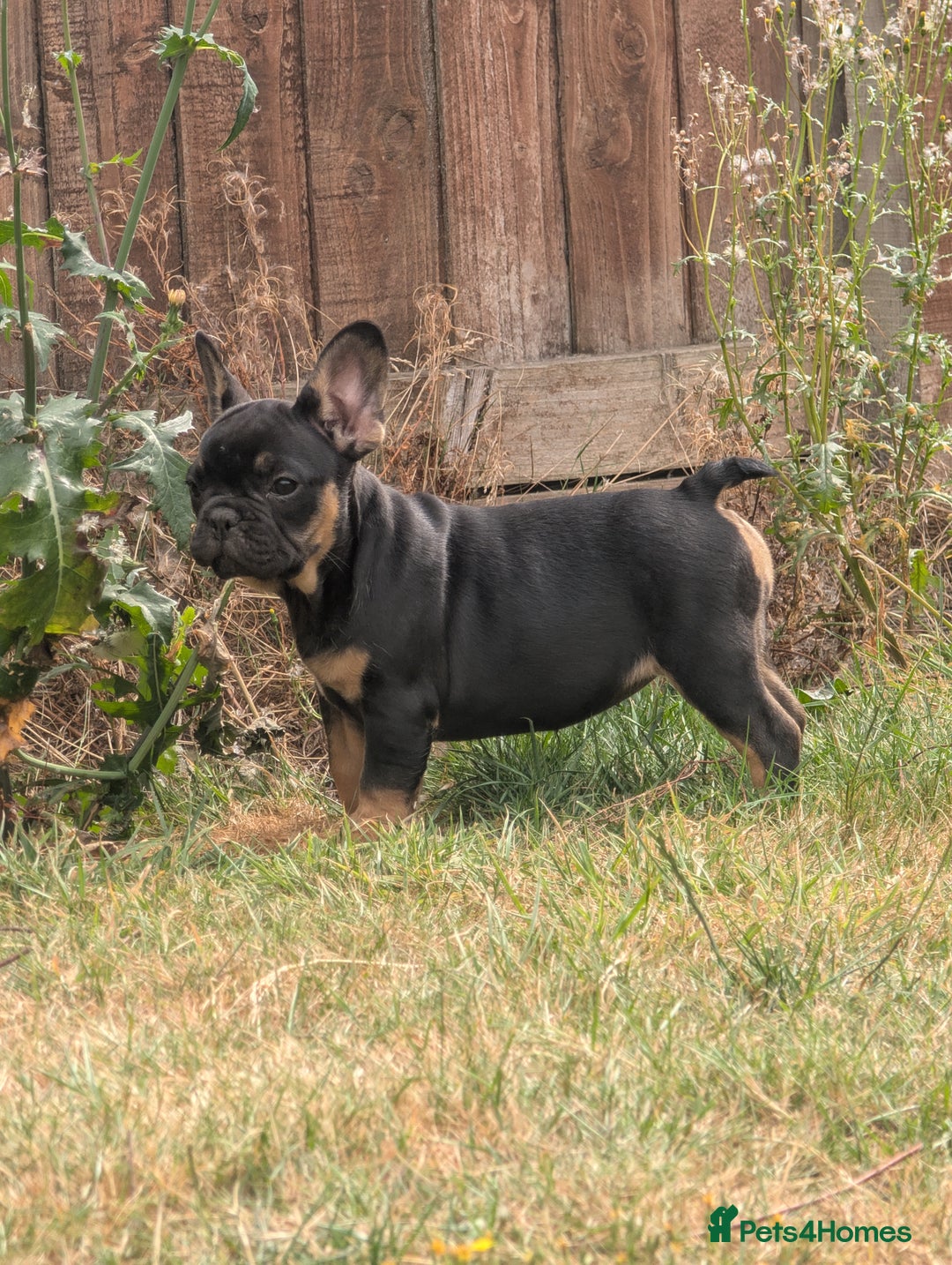 French Bulldog dogs for sale: French bulldog puppies!!! - Image 1