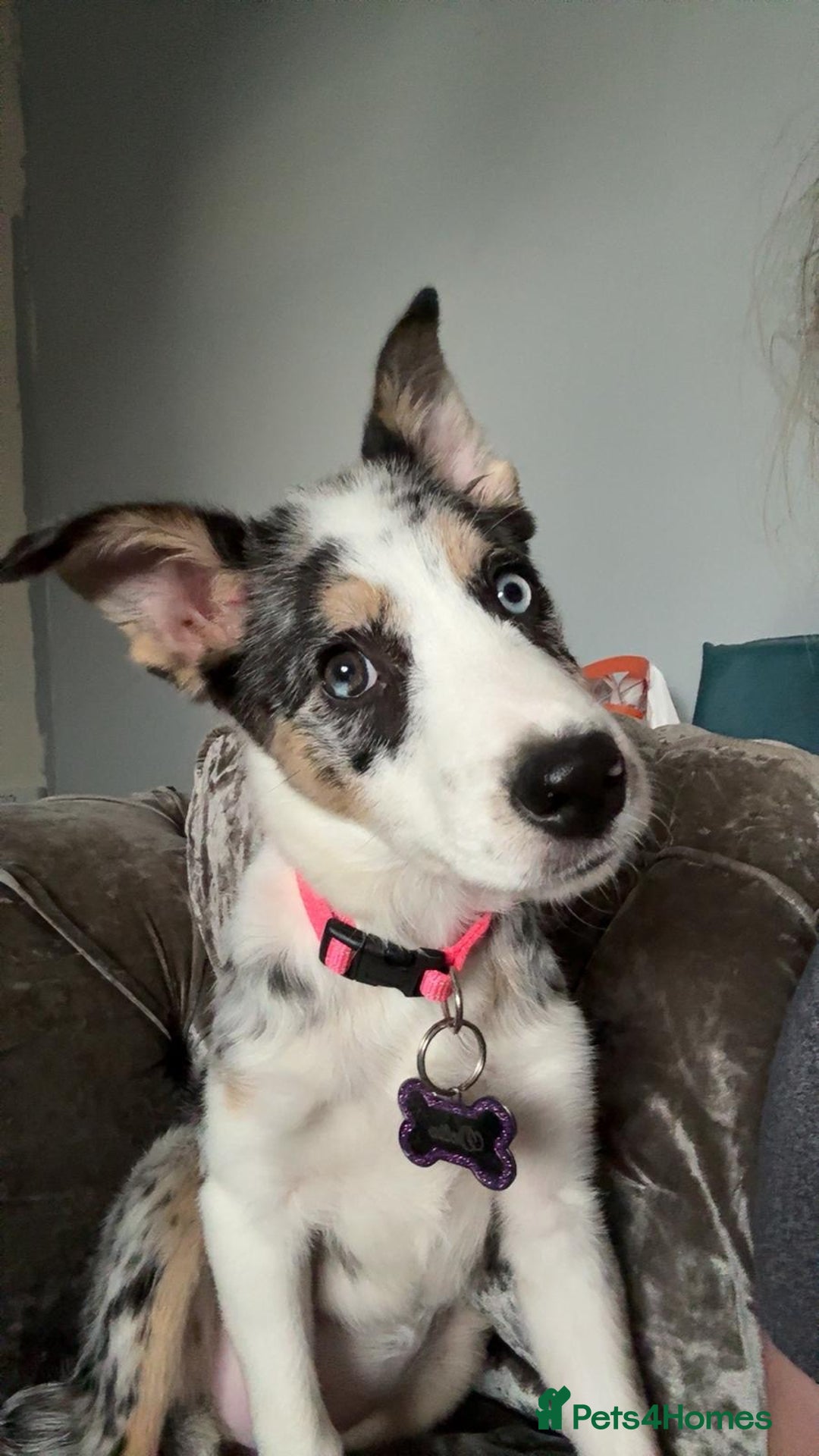 Border Collie dogs for sale: Delta - Image 1