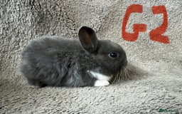 Mixed Breed rabbits for sale: Mini Dutch lops  - Image 2