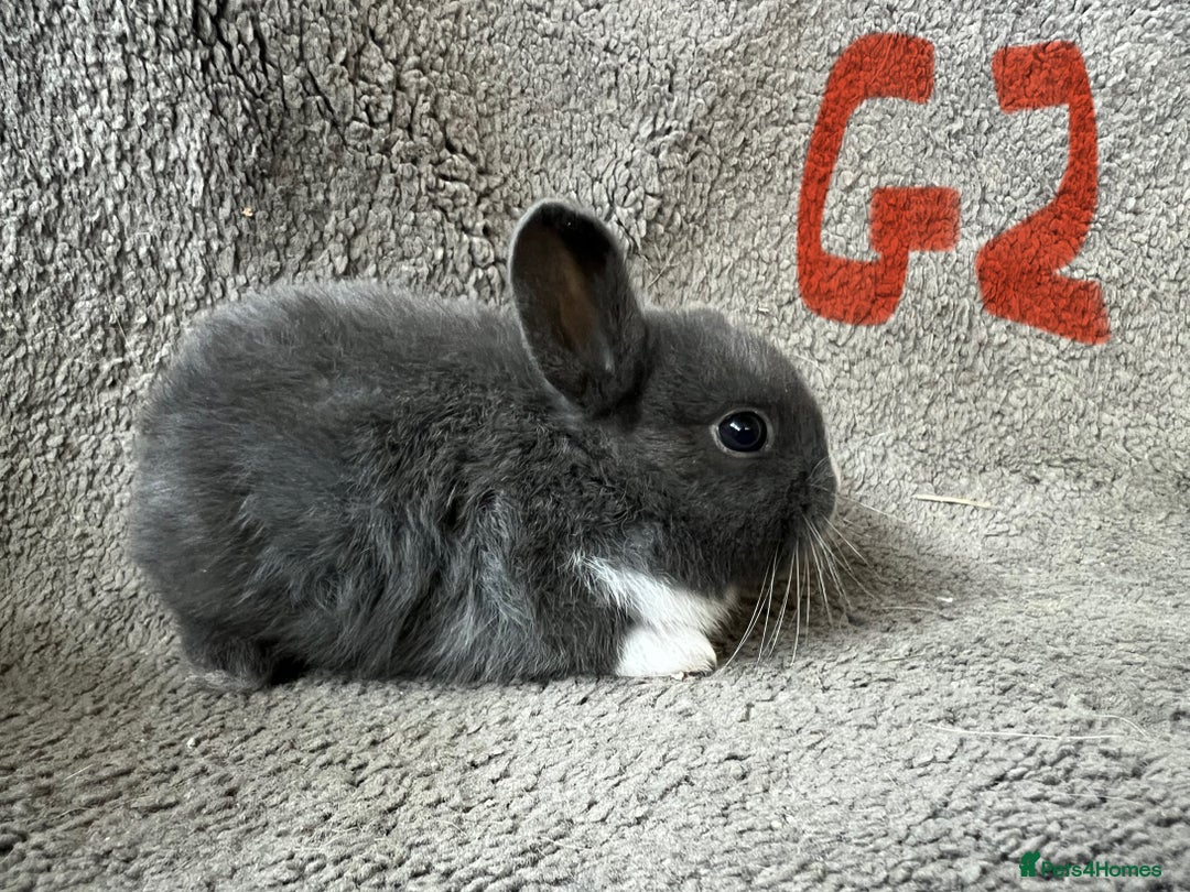 Mixed Breed rabbits for sale: Mini Dutch lops  - Image 2