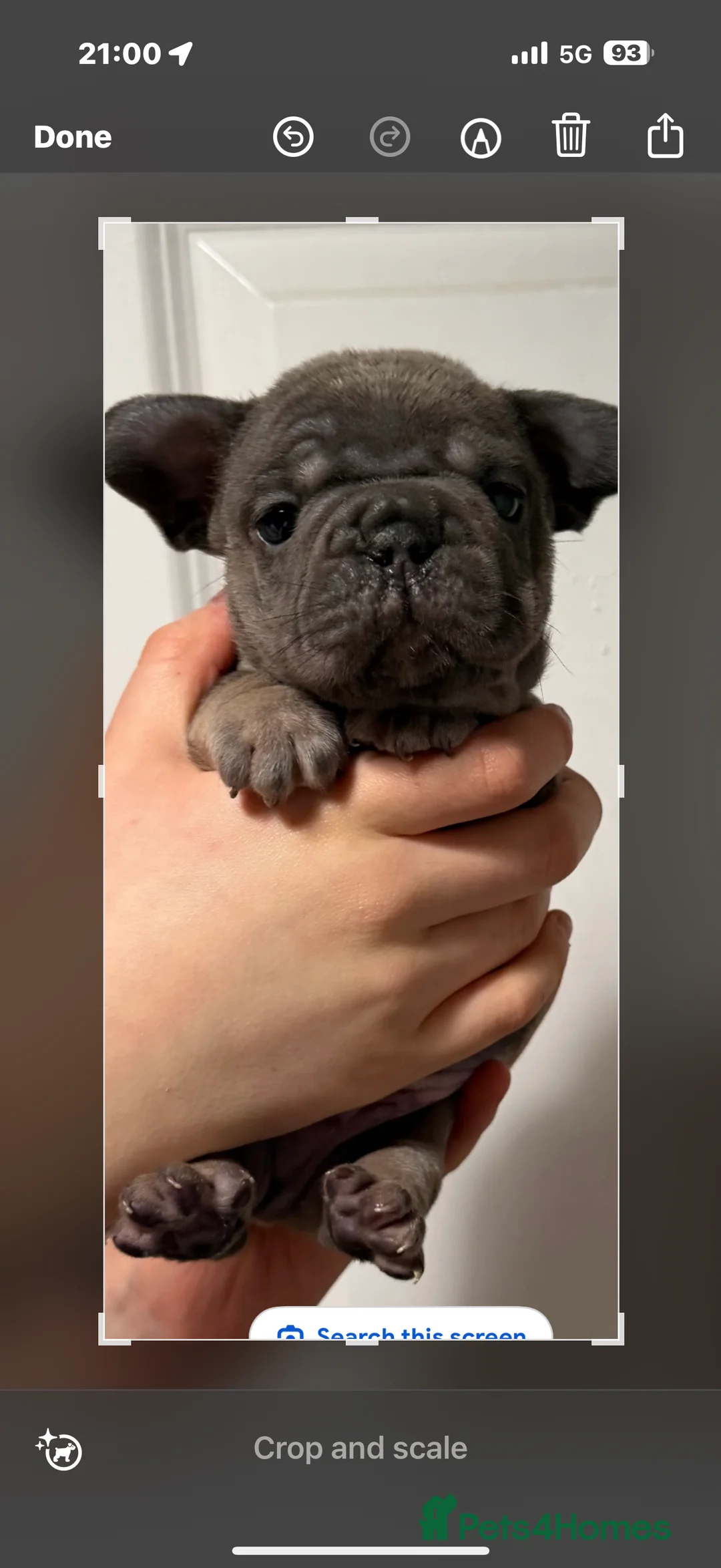 French Bulldog dogs for sale: French bulldogs  - Advert 22