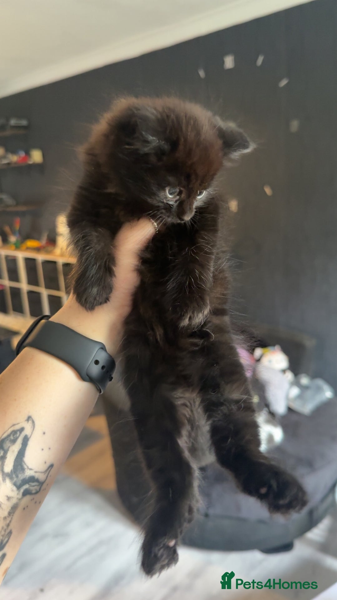 Mixed Breed cats for sale: 3 Kittens for sale  - Image 7