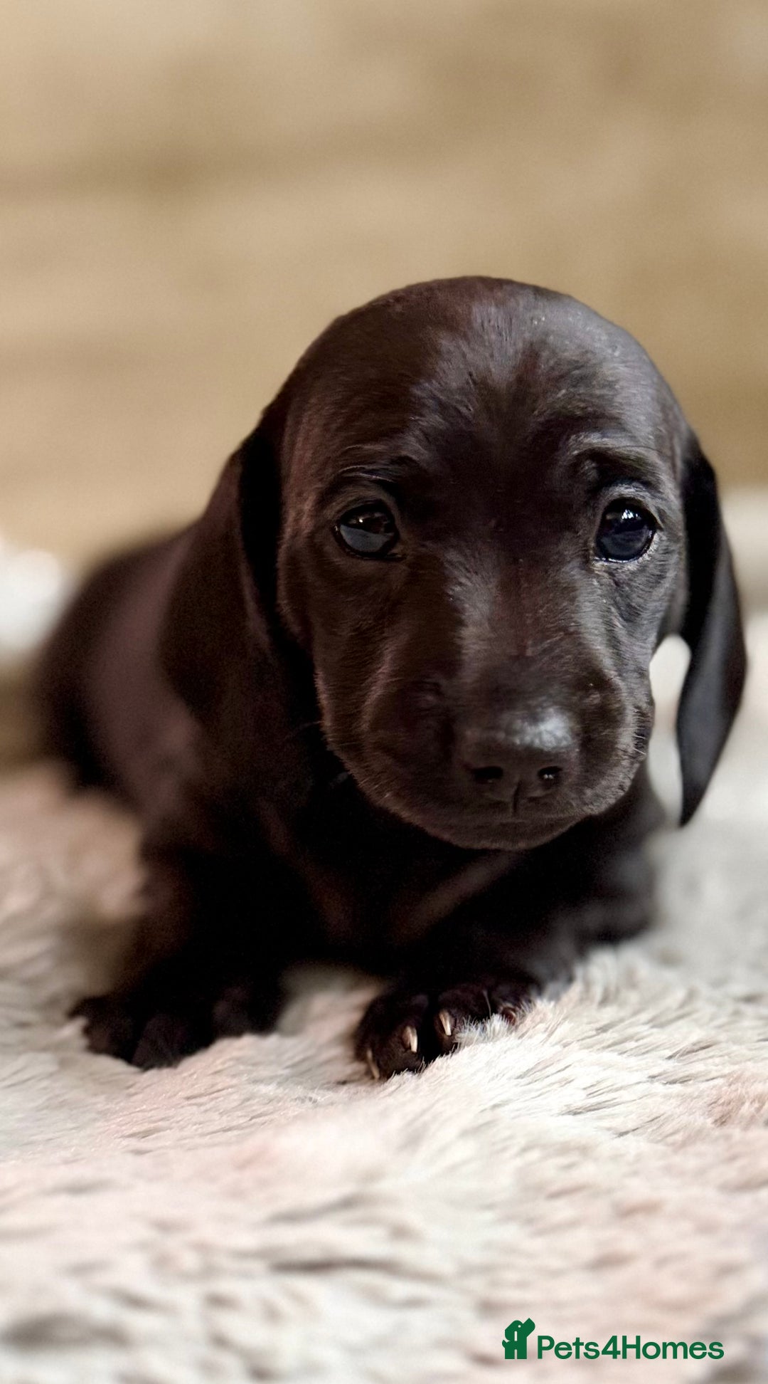 Miniature Dachshund dogs for sale: Rare colour KC registered mini dachshund puppies  - Advert 10