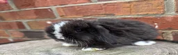 Mini Lop rabbits for sale: Pedigreed pure bred mini lops  - Advert 31