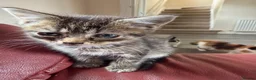 Mixed Breed cats for sale: Gorgeous kittens for sale  - Advert 3