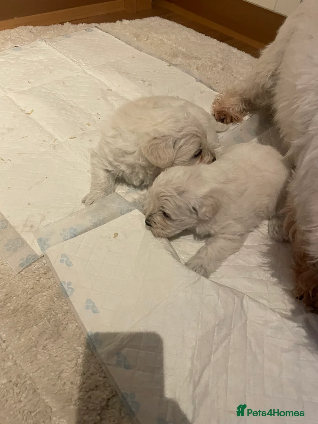 Mixed Breed dogs for sale: westypoos  - Advert 2