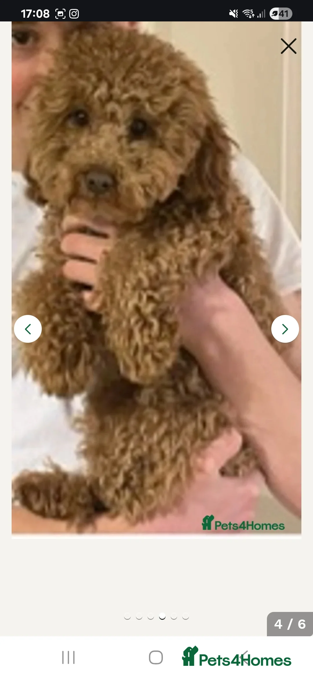 Cockapoo dogs for sale: Minature chocolate brown cockerpoo F1B - Advert 9