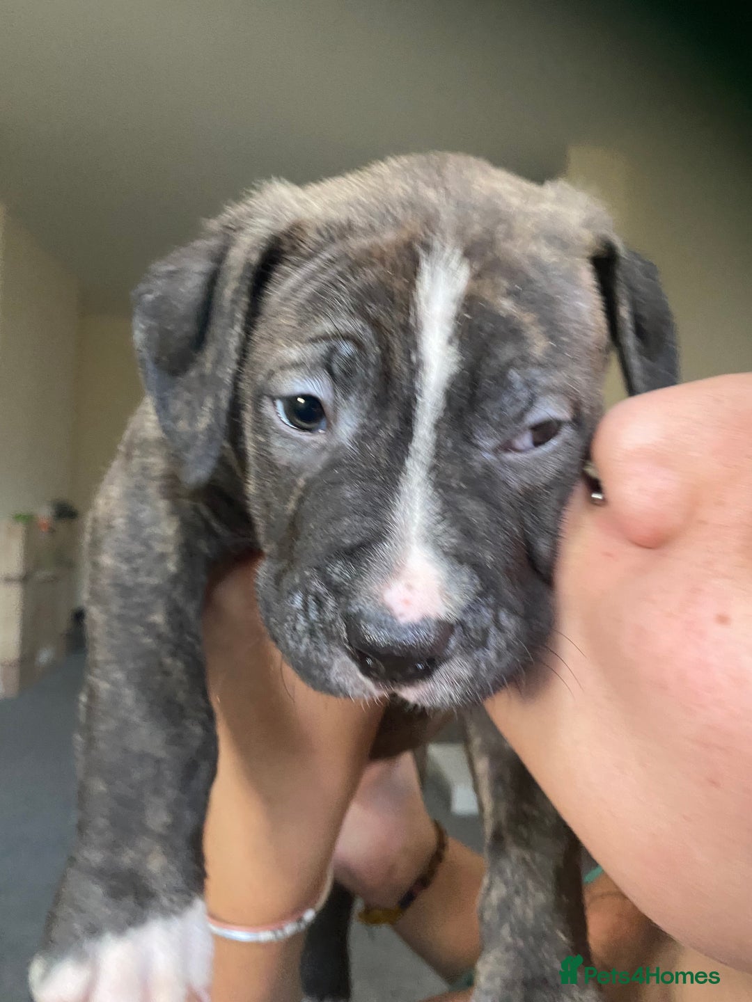 Mixed Breed dogs for sale: Scott American Bulldog Cross  - Advert 10