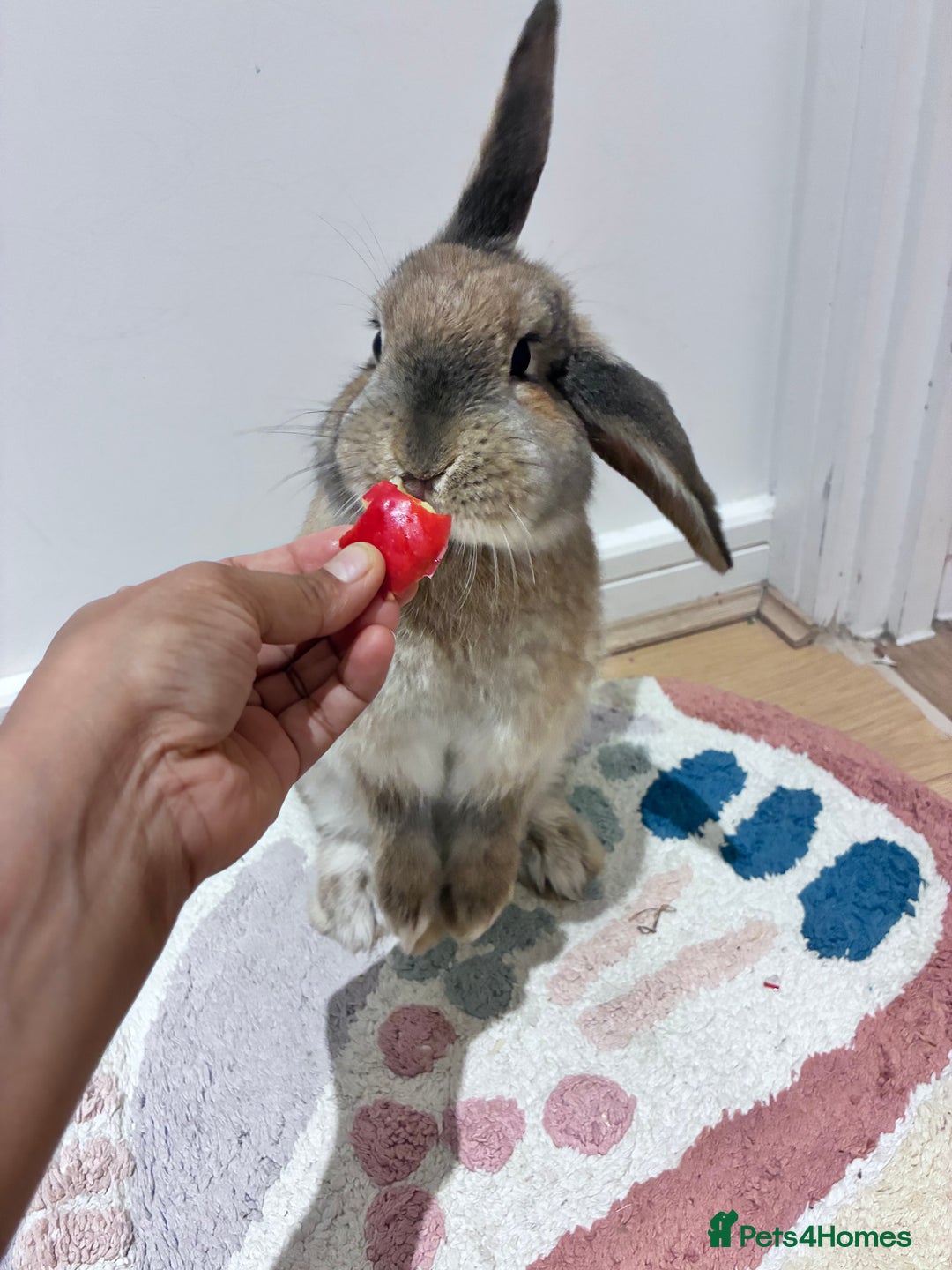 Mixed Breed rabbits for sale: Adorable Bunny Looking for a Loving Home - Advert 4