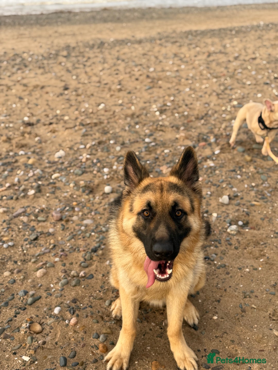 German Shepherd dogs for stud: German Shepherd Stud - Advert 8