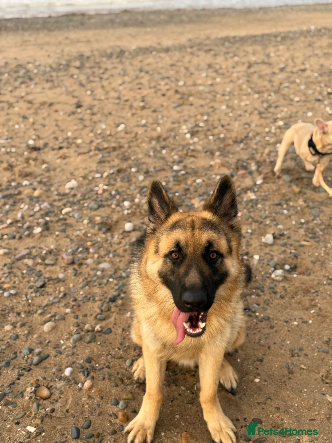 German Shepherd dogs for stud: German Shepherd Stud - Advert 8