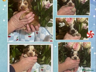 Cocker Spaniel dogs 7 gorgeous show type cocker spaniel dna clear - Advert 11