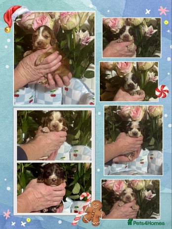 Cocker Spaniel dogs 7 gorgeous show type cocker spaniel dna clear - Advert 3