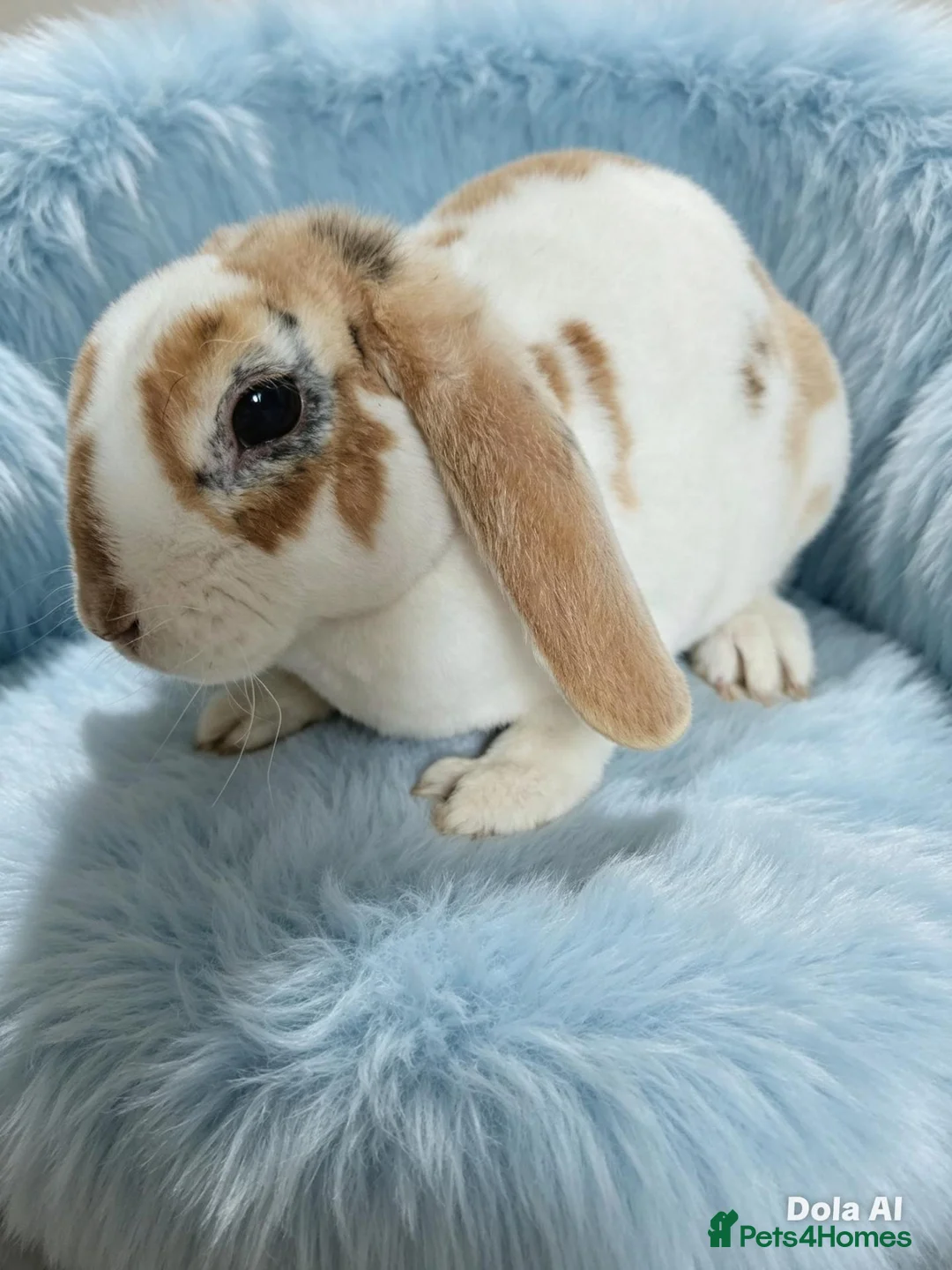 Mini Lop rabbits for sale: Mini plush lop - Advert 2