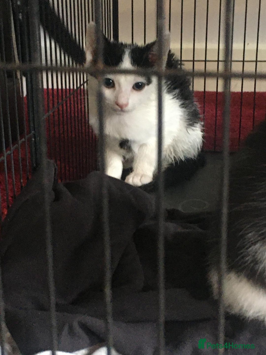 Mixed Breed cats for sale: 5 beautiful kittens  - Image 3