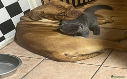 British Shorthair cats for sale: British Shorthair babies  - Image 23