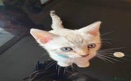 Bengal cats for sale: Adorable snow Bengals. - Image 3