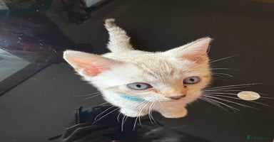 Bengal cats - Advert 16