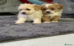Maltipoo dogs for sale: Outstanding F1 Maltipoo Puppies - Image 9