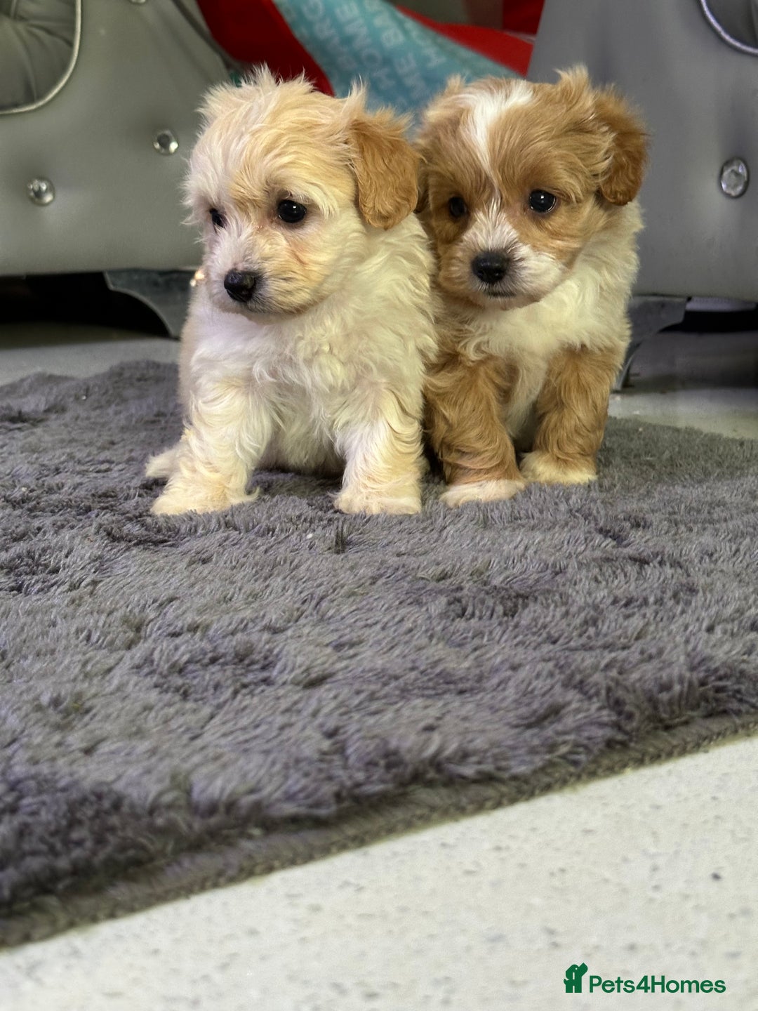 Maltipoo dogs for sale: Outstanding F1 Maltipoo Puppies - Image 9