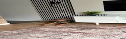 Mixed Breed dogs for sale: Staffordshire Bull Terrier Mix in Watford - Advert 1