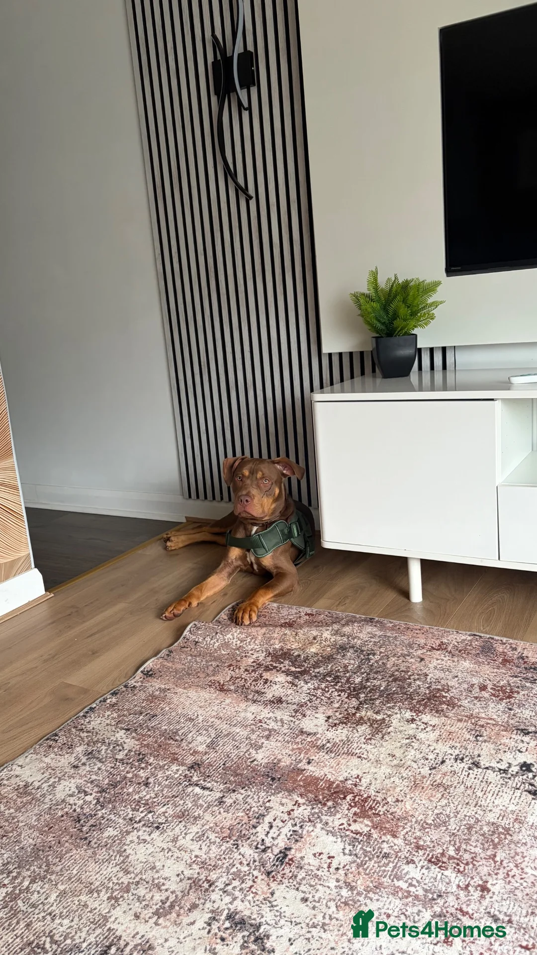 Mixed Breed dogs for sale: Staffordshire Bull Terrier Mix in Watford - Advert 1
