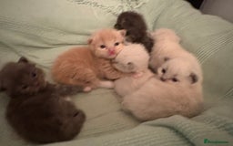 Ragdoll cats for sale: Beautiful Ragdoll Kittens  - Advert 10