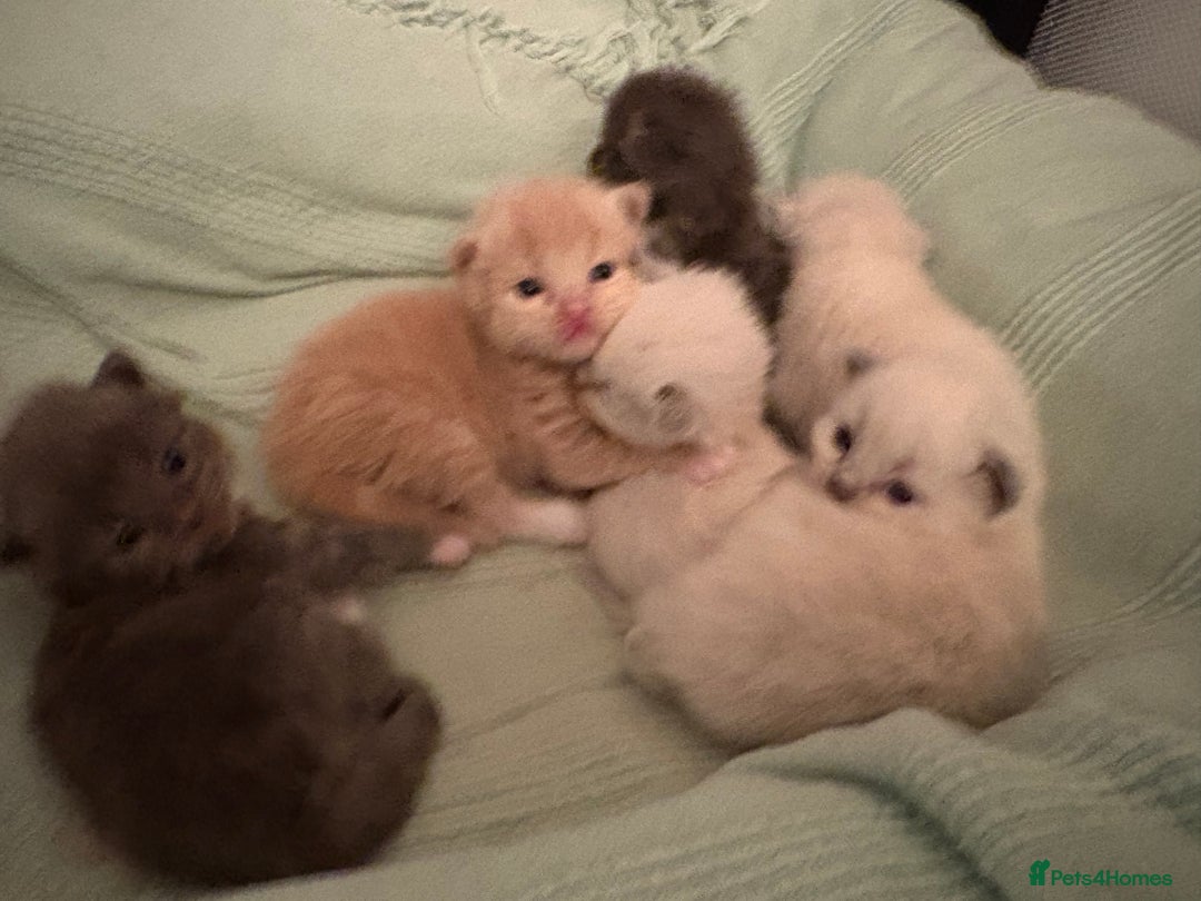 Ragdoll cats for sale: Beautiful Ragdoll Kittens  - Advert 10