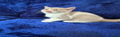 British Shorthair 4