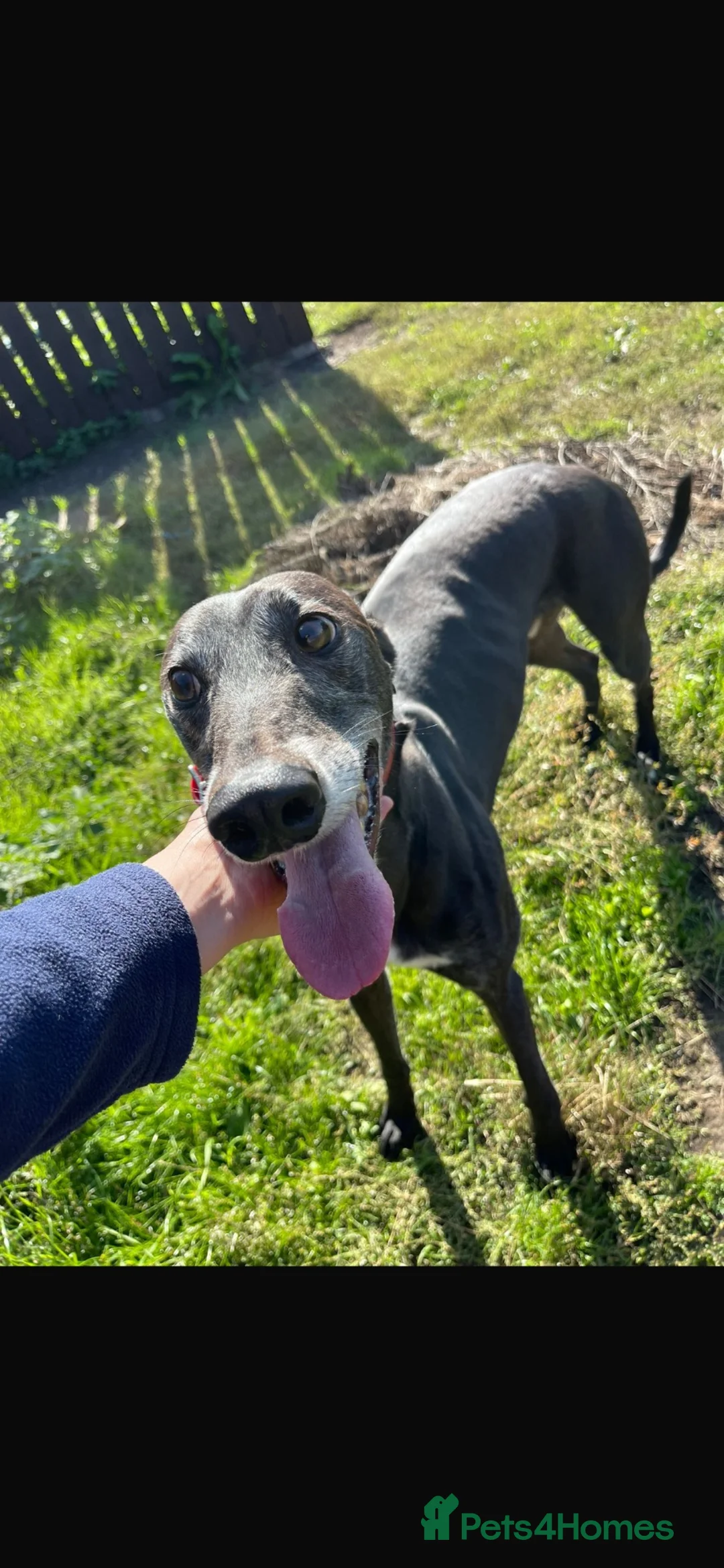 Greyhound dogs for sale: paul  - Advert 3