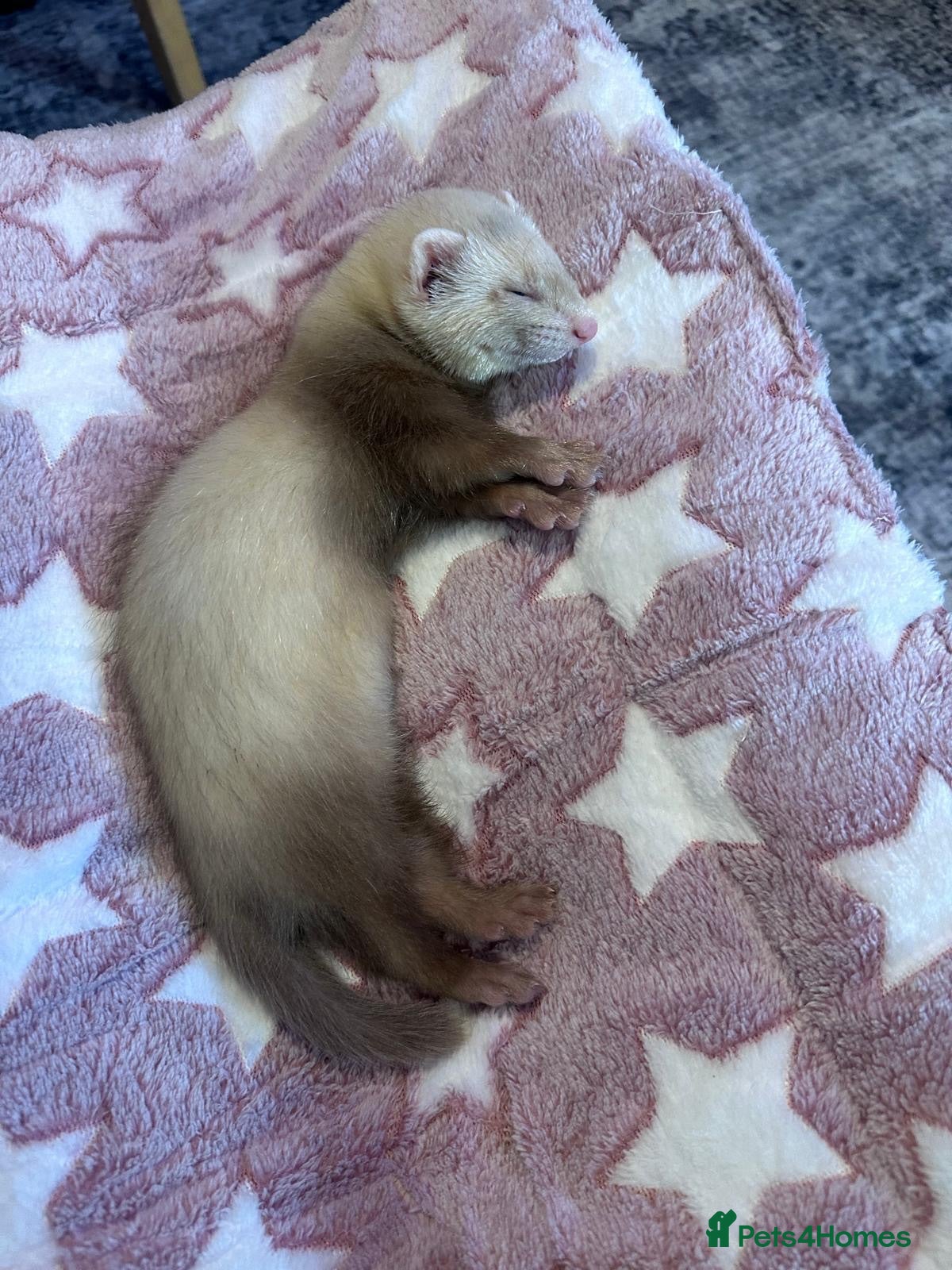 Ferret rodents 3 Month Old Female Ferret with Hutch & Accessories - Advert 1